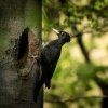 Datel cerny - Dryocopus martius - Black Woodpecker 1538-2